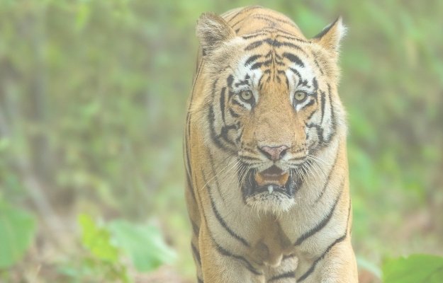 Delhi Jim Corbett Nainital Tour Package